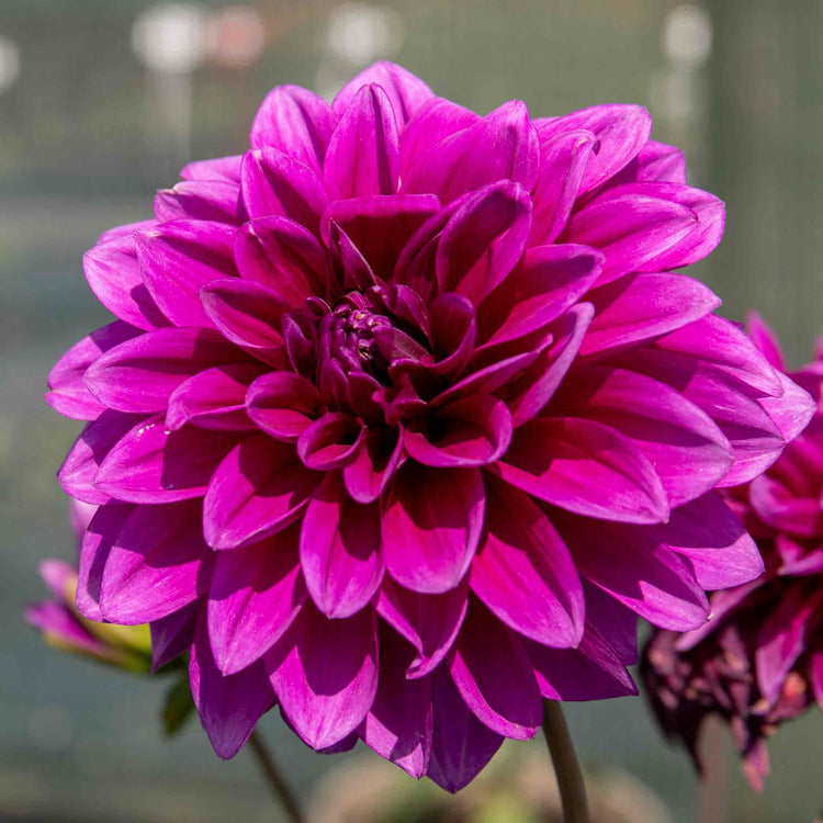 Dahlia Plant 'Le Baron'
