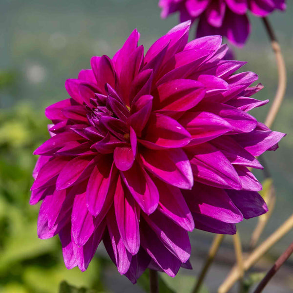 Dahlia Plant 'Le Baron'