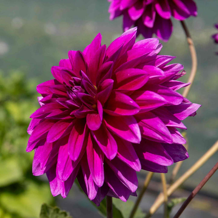 Dahlia Plant 'Le Baron'