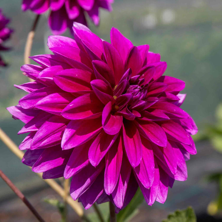 Dahlia Plant 'Le Baron'