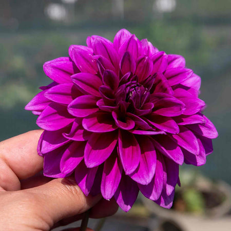 Dahlia Plant 'Le Baron'