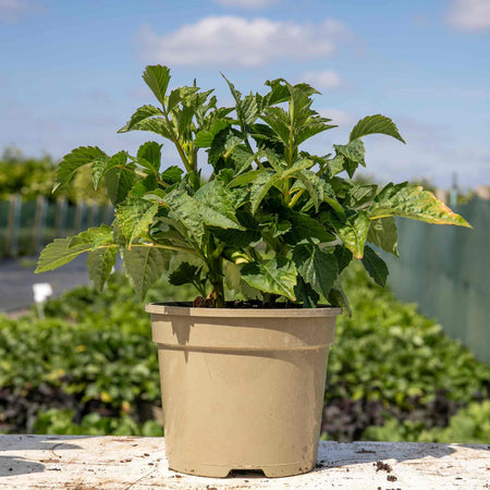 Dahlia Plant 'Le Baron'