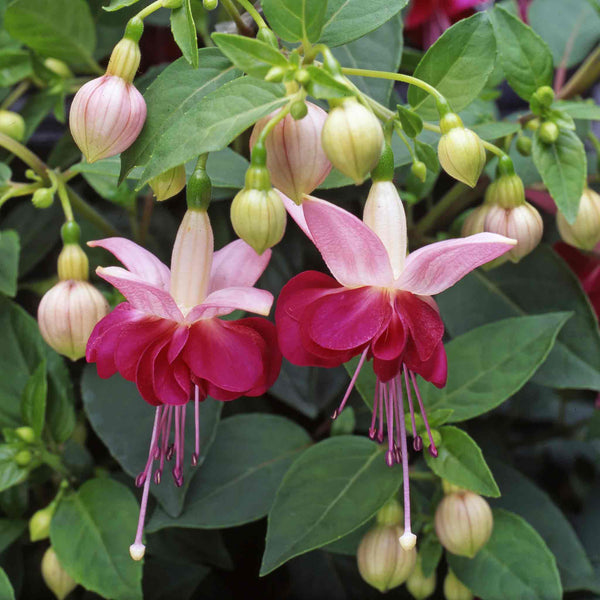 Fuchsia Plant Standard 'Paula Jane'