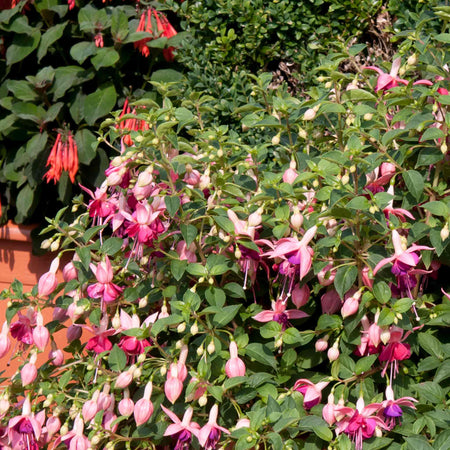 Fuchsia Plant Standard 'Paula Jane'