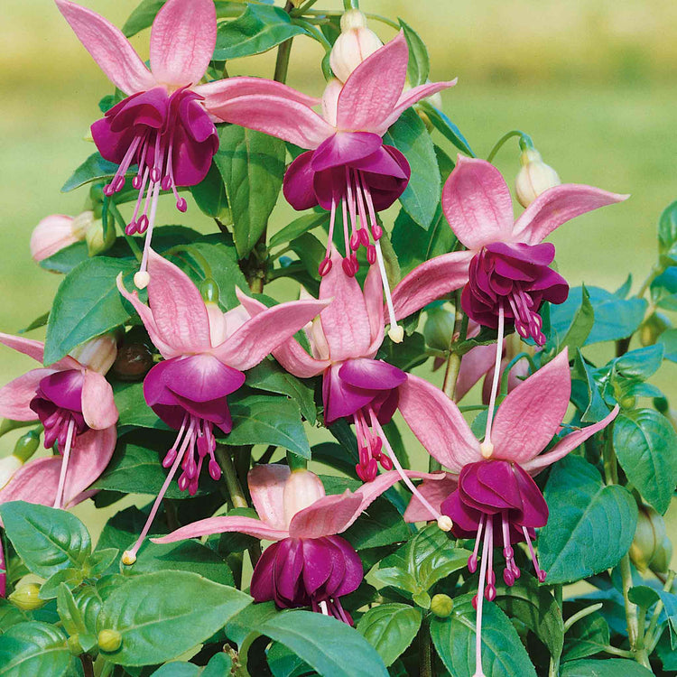 Fuchsia Plant Standard 'Paula Jane'