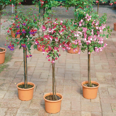 Fuchsia Plant Standard 'Snowcap'