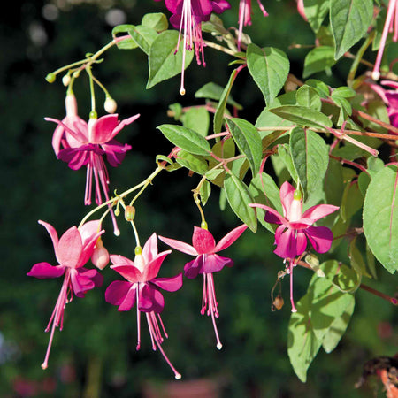 Fuchsia Plant Standard 'Paula Jane'