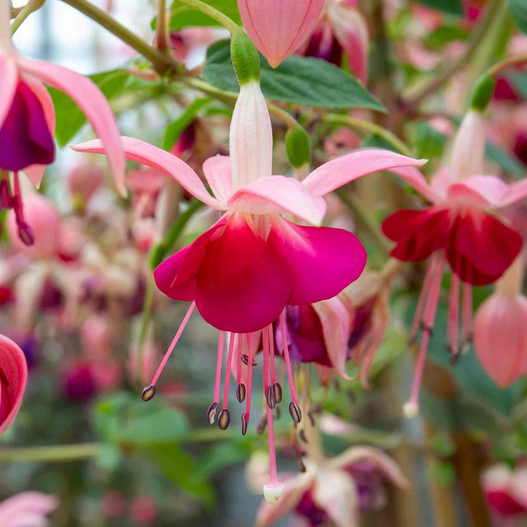 Fuchsia Plant Standard 'Paula Jane'