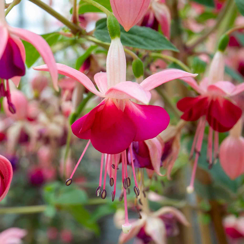 Fuchsia 'Paula Jane'