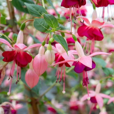 Fuchsia Plant Standard 'Paula Jane'