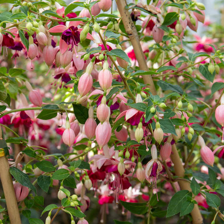 Fuchsia Plant Standard 'Paula Jane'