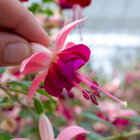 Fuchsia Plant Standard 'Paula Jane'