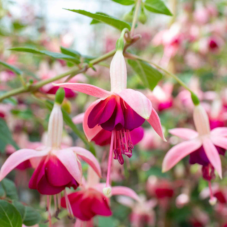 Fuchsia Plant Standard 'Paula Jane'
