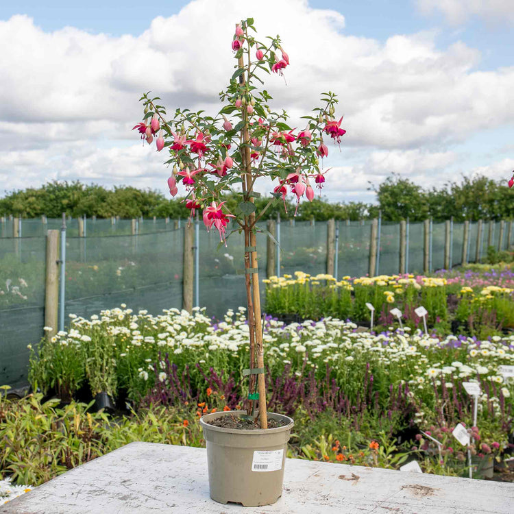 Fuchsia Plant Standard 'Paula Jane'