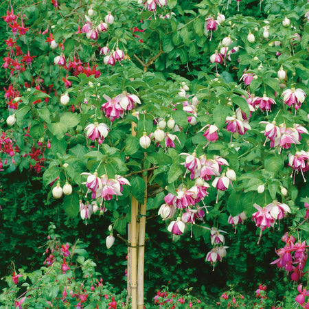 Fuchsia Plant Standard 'Paula Jane'