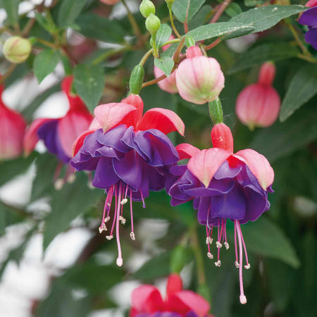 Fuchsia Plant Standard 'Winston Churchill'