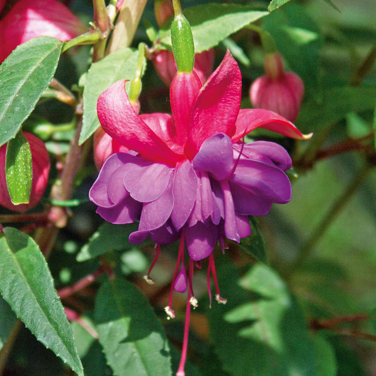 Fuchsia Plant Standard 'Winston Churchill'