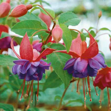 Fuchsia Plant Standard 'Winston Churchill'