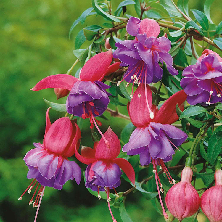 Fuchsia Plant Standard 'Winston Churchill'