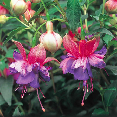 Fuchsia Plant Standard 'Winston Churchill'