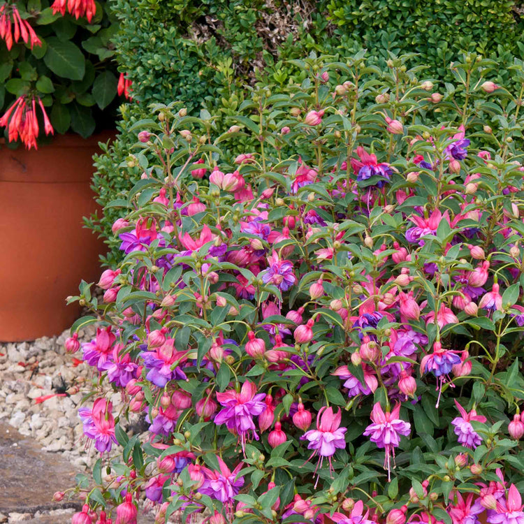 Fuchsia Plant Standard 'Winston Churchill'