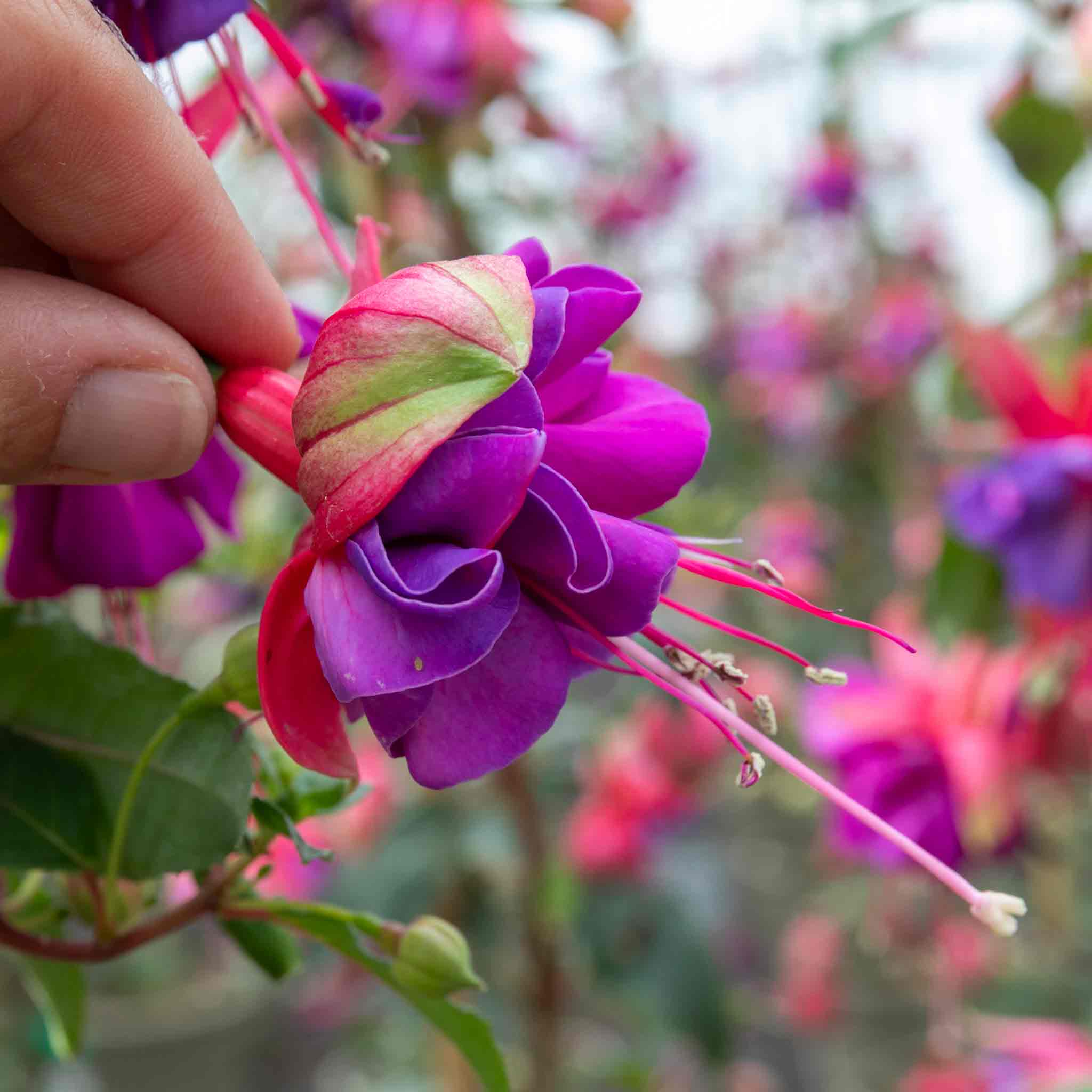 Fuchsia Plant Standard 'Winston Churchill' | Marshalls Garden