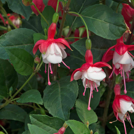 Fuchsia Plant Standard 'Snowcap'