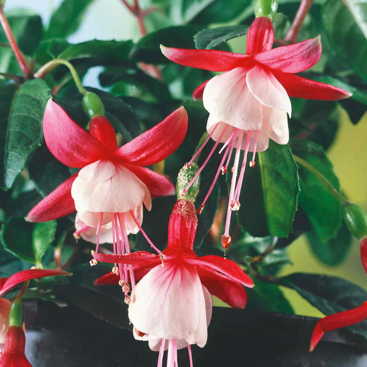 Fuchsia Plant Standard 'Snowcap'