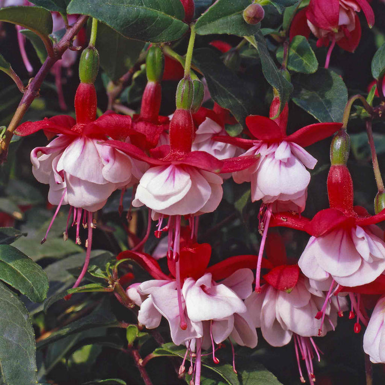 Fuchsia Plant Standard 'Snowcap'