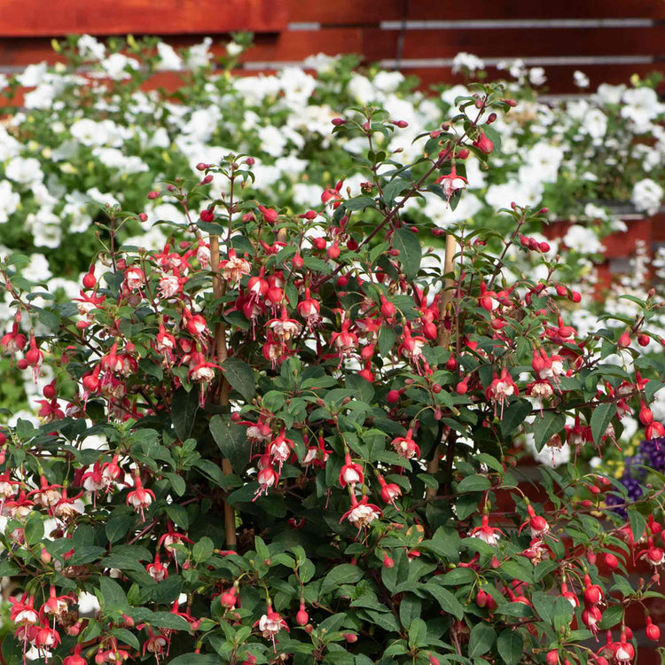 Fuchsia Plant Standard 'Snowcap'