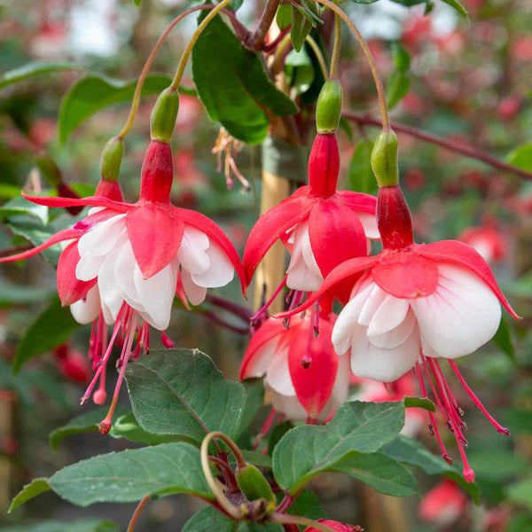 Fuchsia 'Snow Cap'