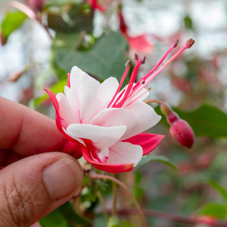 Fuchsia Plant Standard 'Snowcap'
