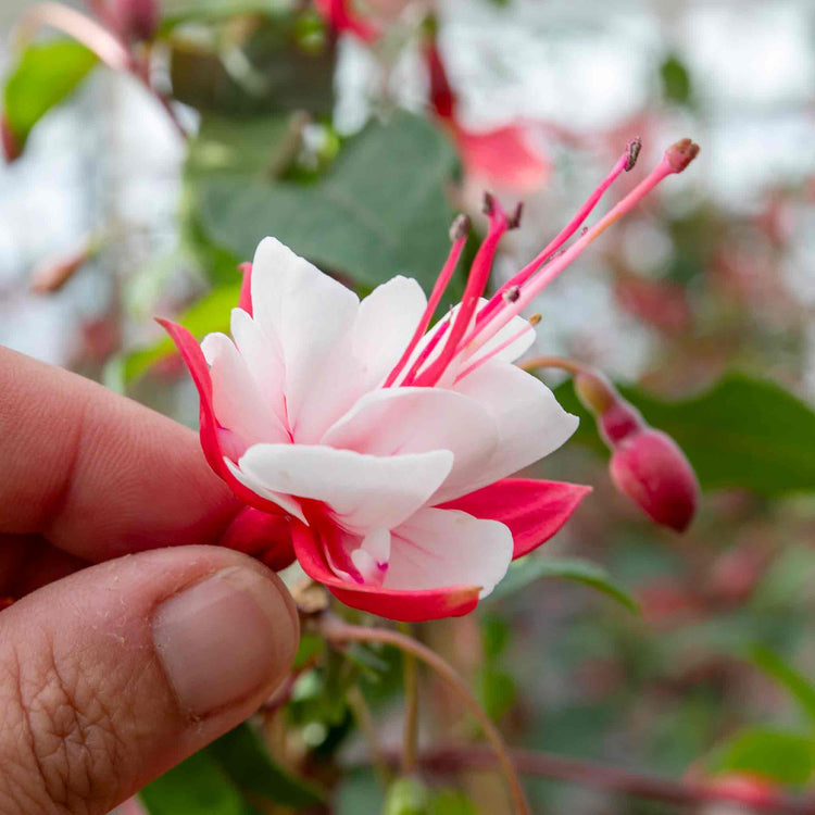 Fuchsia Plant Standard 'Snowcap'