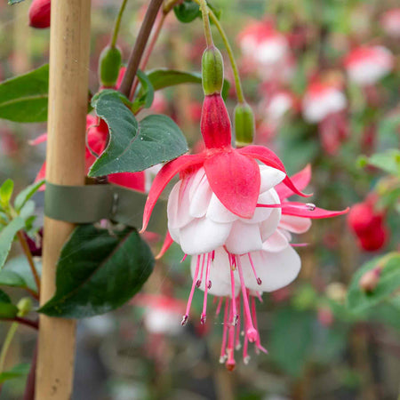 Fuchsia Plant Standard 'Snowcap'