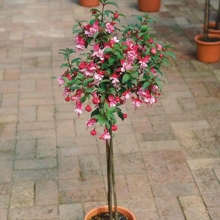 Fuchsia Plant Standard 'Snowcap'