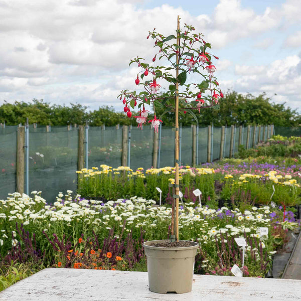 Fuchsia Plant Standard 'Snowcap'