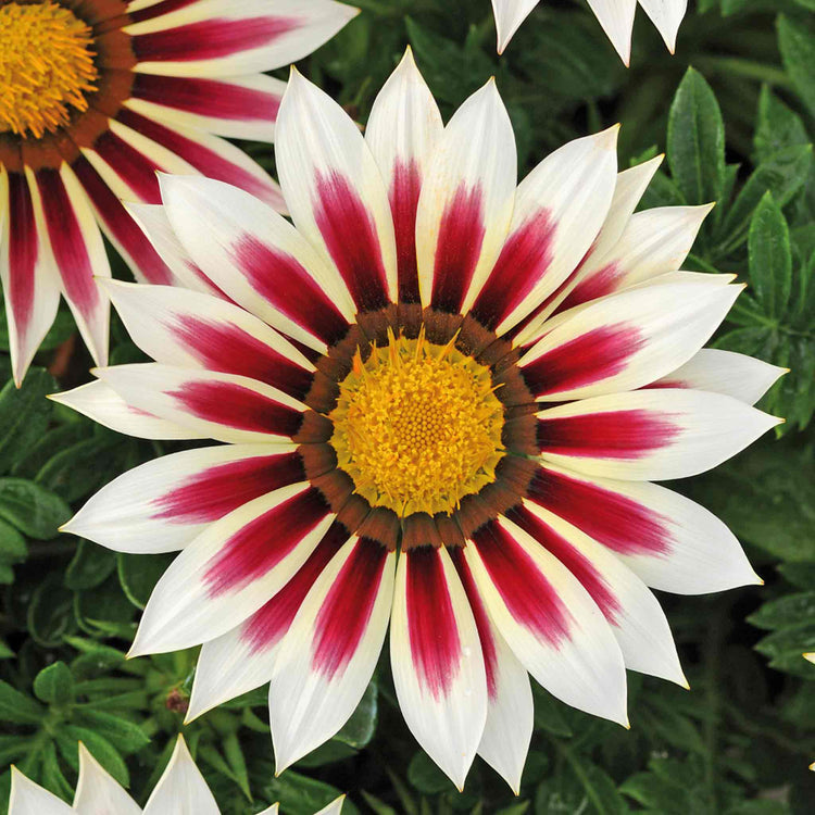 Gazania Plant 'New Day Rose Strip'