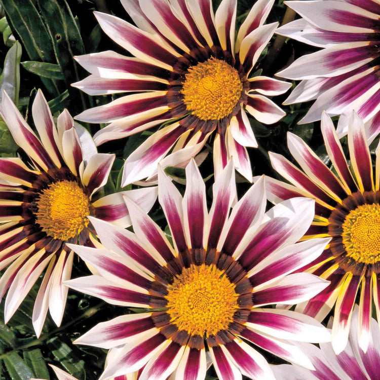 Gazania Plant 'New Day Rose Strip'