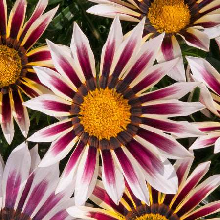 Gazania Plant 'New Day Rose Strip'