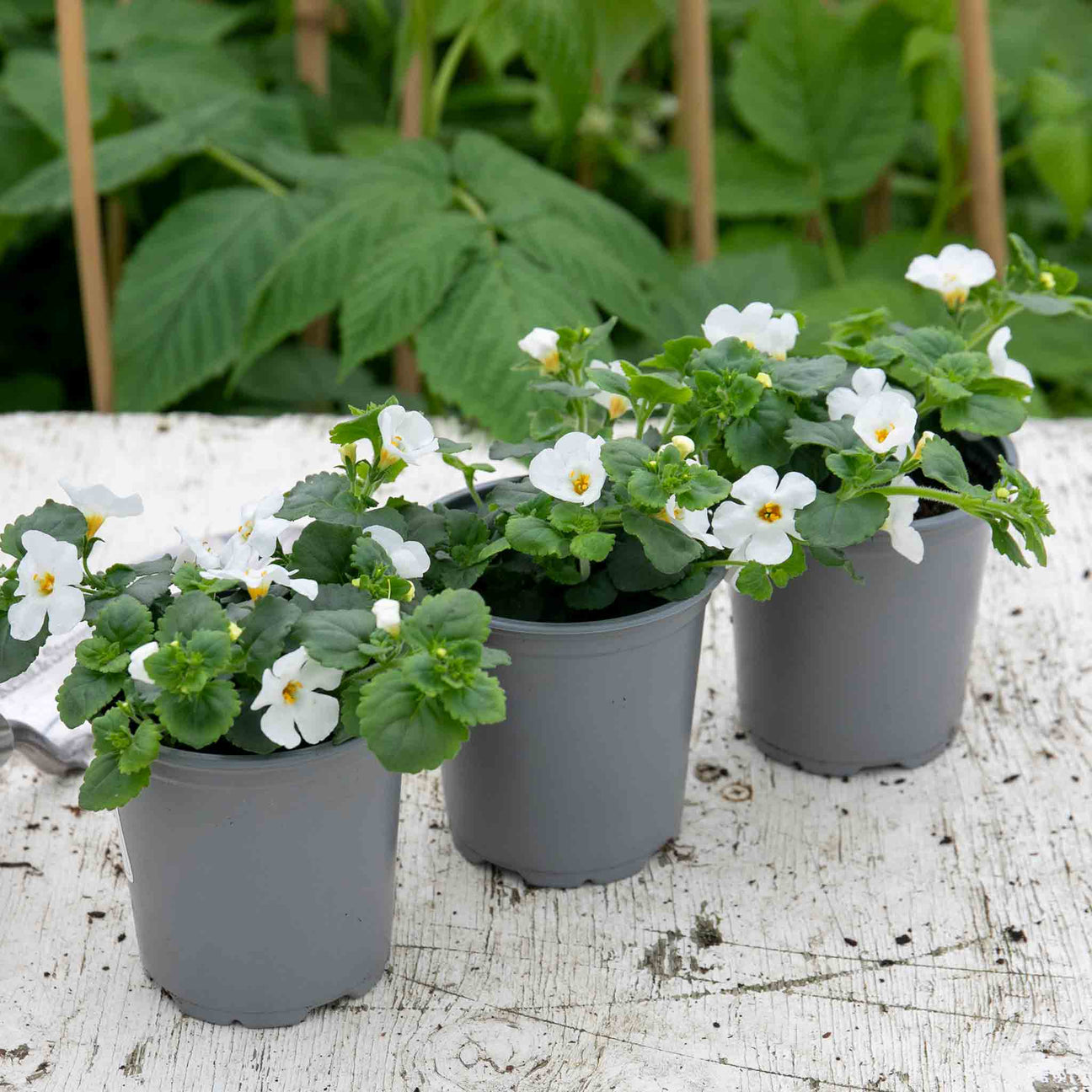 Bacopa Plant 'Megacopa White' 3 x 9cm Potted Plants Buy Bacopa