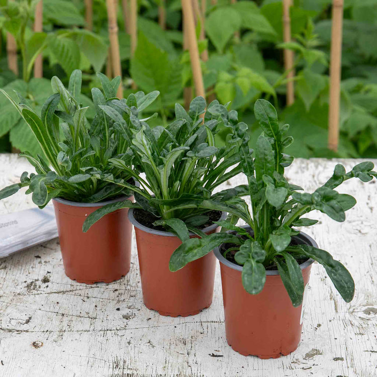 Gazania Plant 'New Day Red Shades'