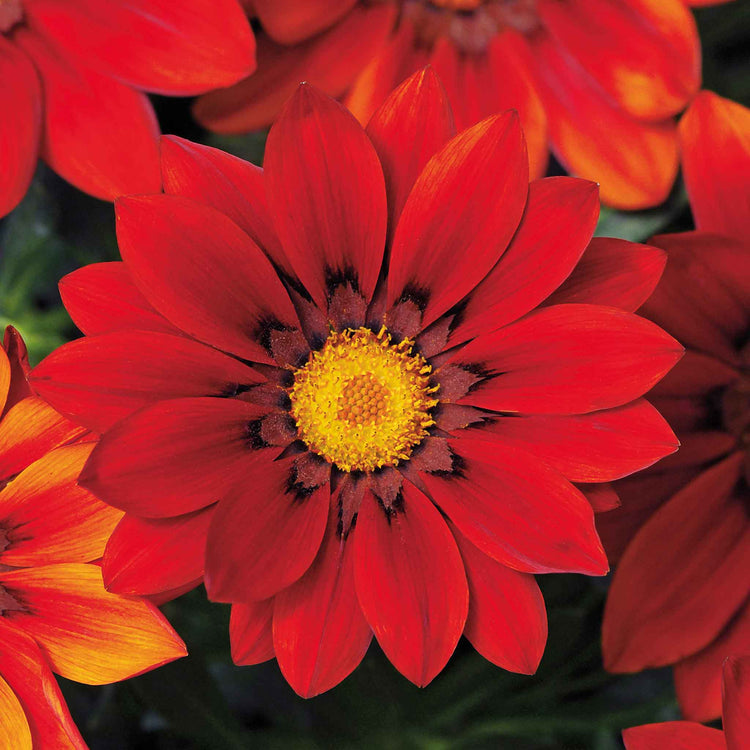 Gazania Plant 'New Day Red Shades'