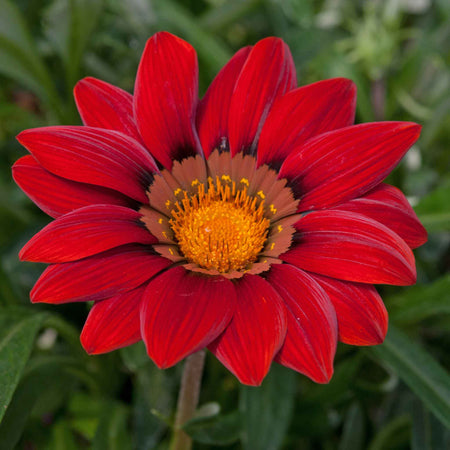 Gazania Plant 'New Day Red Shades'