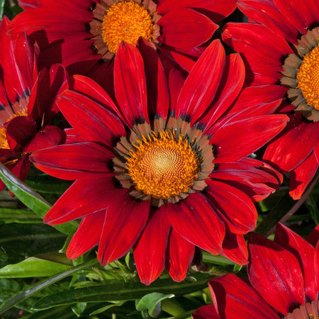 Gazania Plant 'New Day Red Shades'