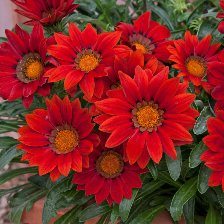 Gazania Plant 'New Day Red Shades'