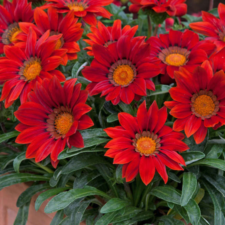 Gazania Plant 'New Day Red Shades'