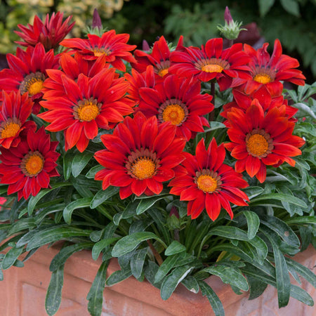 Gazania Plant 'New Day Red Shades'