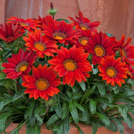 Gazania Plant 'New Day Red Shades'