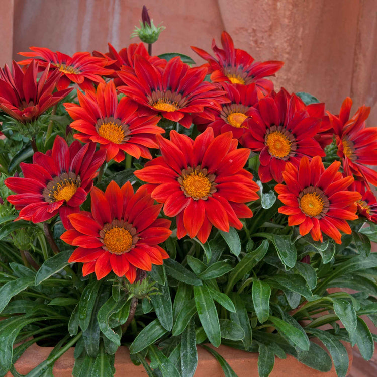 Gazania Plant 'New Day Red Shades'