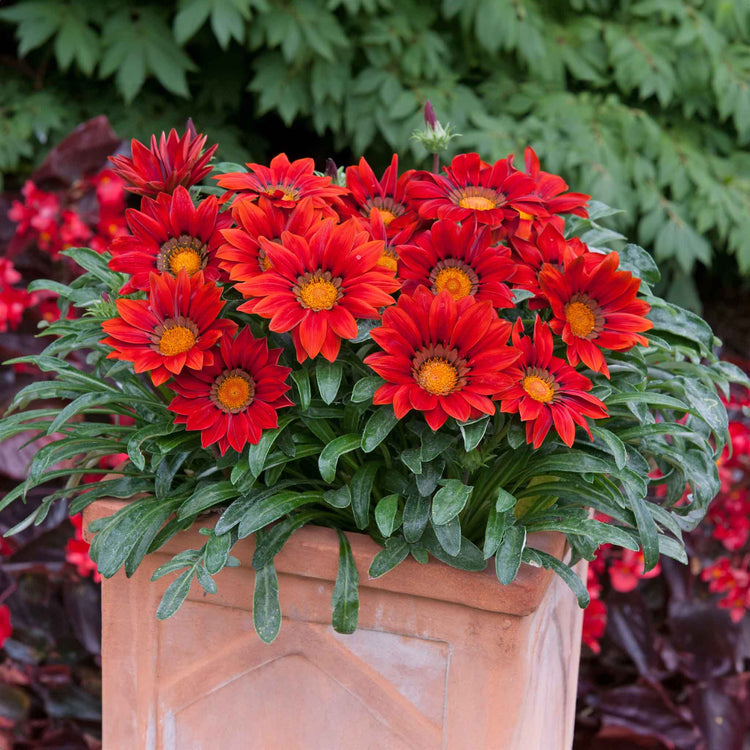 Gazania Plant 'New Day Red Shades'